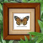 (image for) Butterfly Pattern 804